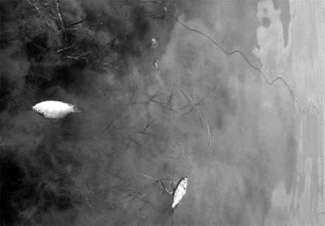 �����(y��ng)�ں�����Ⱦ�¼�